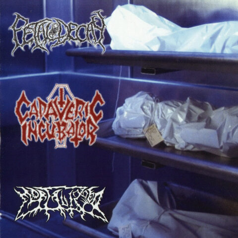 Cadaveric Incubator / Fetal Decay / Mortalized